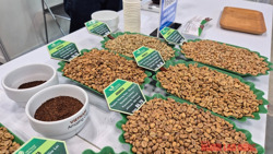 Giá cà phê hôm nay 20-3: Robusta tăng giá 4 ngày liên tiếp