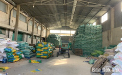 Cần kiểm soát chặt thị trường giống cây trồng