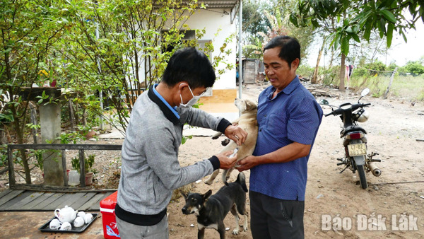 Khẩn trương triển khai các biện pháp phòng, chống bệnh dại