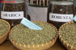 Giá cà phê hôm nay 21-3: Arabica tăng nóng