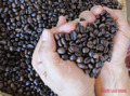 Giá cà phê hôm nay 24-3: Hạ nhiệt