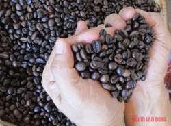 Giá cà phê hôm nay 24-3: Hạ nhiệt