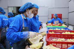 Ban hành Quy chế quản lý hoạt động mua, bán sầu riêng trên địa bàn Đắk Lắk