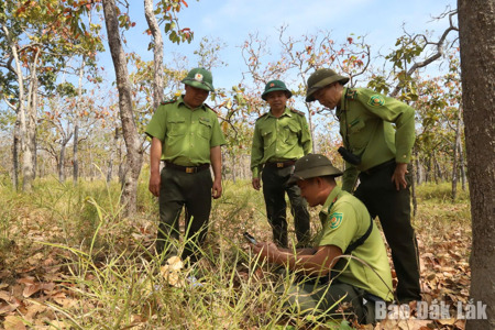 Phát hiện, tháo gỡ gần 700 bẫy thú trong Vườn Quốc gia Yok Đôn