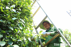 "Đỏ mắt" tìm nhân công thu hoạch tiêu