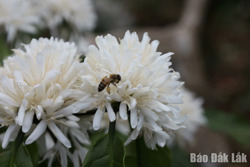 Mùa con ong đi lấy mật