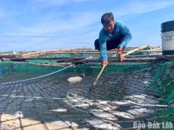 Người nuôi thủy sản trái phép không được hỗ trợ thiệt hại do thiên tai