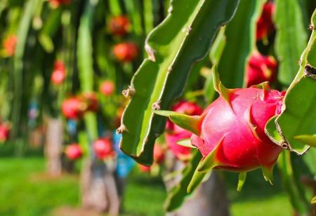 Bộ Nông nghiệp và Môi trường nói gì về tần suất kiểm tra của EU với thanh long từ Việt Nam?