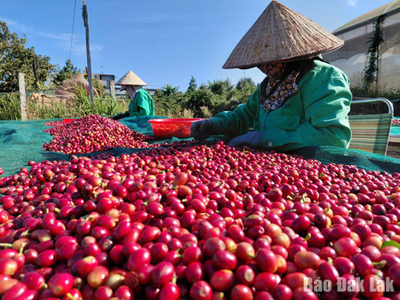 Trồng và chế biến cà phê: Từ tri thức bản địa đến tiêu chuẩn hàng hóa xuất khẩu