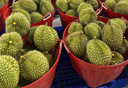 Xuất khẩu sầu riêng sang Trung Quốc tăng gần 400%