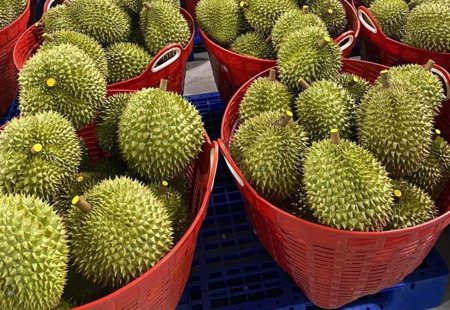Xuất khẩu sầu riêng sang Trung Quốc tăng gần 400%