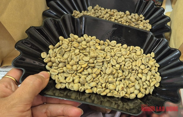 Giá cà phê hôm nay 4-3: Quay đầu giảm, Trung Quốc tăng mua cà phê