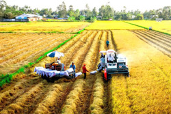 Nâng tầm giá trị gạo Việt