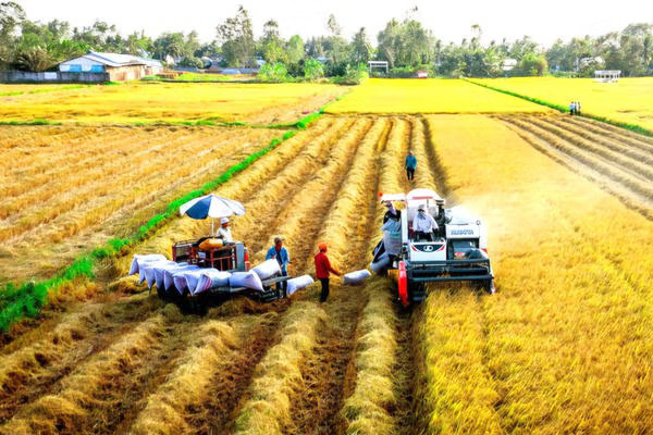 Nâng tầm giá trị gạo Việt