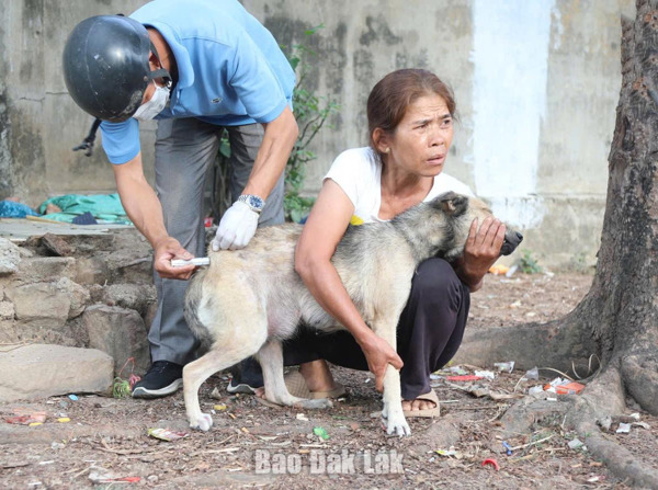 Xã Buôn Đôn: Tiêm phòng bắt buộc đàn chó, mèo
