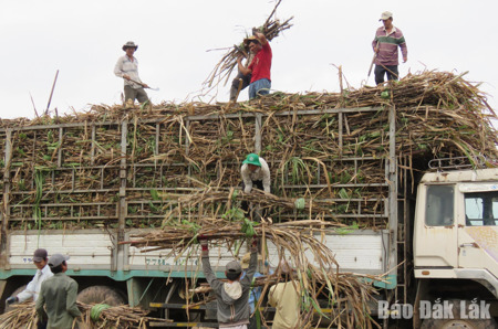 Tái cơ cấu ngành nông nghiệp: Phát huy lợi thế các cây trồng chủ lực