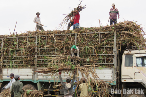 Tái cơ cấu ngành nông nghiệp: Phát huy lợi thế các cây trồng chủ lực