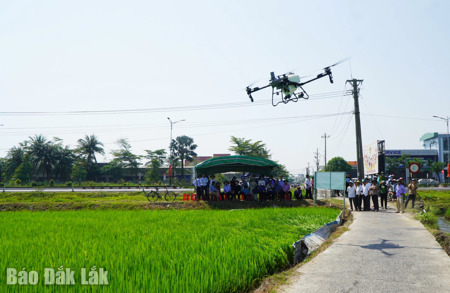 Phường Tuy Hòa trình diễn mô hình cánh đồng mẫu