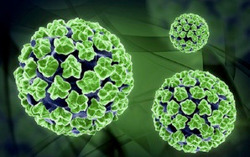 Tay chân miệng tăng nhanh, cảnh báo chủng EV71 độc lực cao