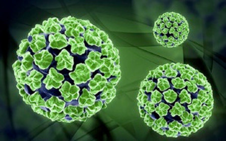 Tay chân miệng tăng nhanh, cảnh báo chủng EV71 độc lực cao