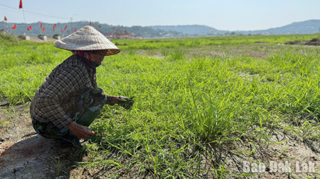 Chạy đua rửa mặn, cứu đồng ruộng