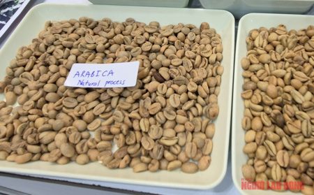 Giá cà phê hôm nay 11-4: Arabica bật tăng, Việt Nam vượt Brazil về xuất khẩu
