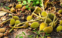 Biện pháp khắc phục sầu riêng bị sốc nhiệt