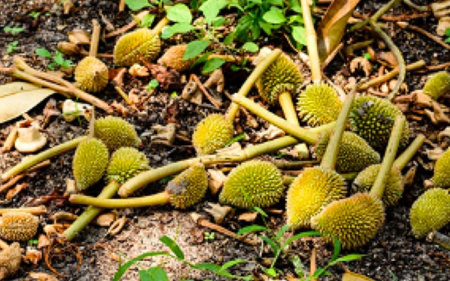 Biện pháp khắc phục sầu riêng bị sốc nhiệt