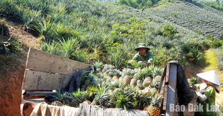 Đổi thay ở vùng kinh tế mới Yang Mao