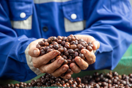 Dự báo giá cà phê tiếp tục giảm trong ngắn hạn