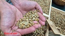 Giá cà phê hôm nay 20-4: Robusta vào vụ tại Indonesia, Brazil nối bước