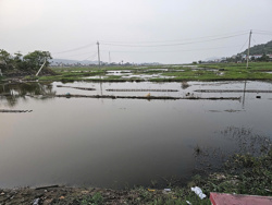 Hàng trăm hecta lúa bị bỏ hoang vì mặn xâm thực