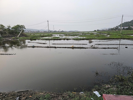 Hàng trăm hecta lúa bị bỏ hoang vì mặn xâm thực