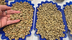 Giá cà phê hôm nay 21-4: Robusta bật tăng 3 con số