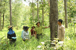 Cơm áo... từ rừng