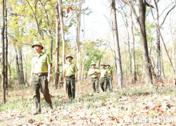 Phát hiện và xử lý 187 vụ xâm hại tài nguyên rừng