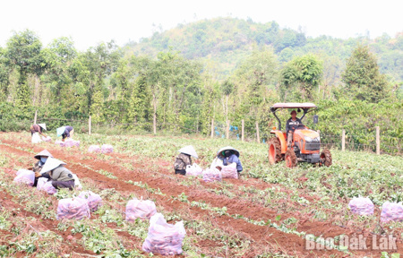 Khoai lang mất mùa, rớt giá