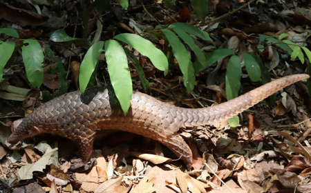 Đắk Lắk tiếp nhận, cứu hộ 186 cá thể động vật hoang dã