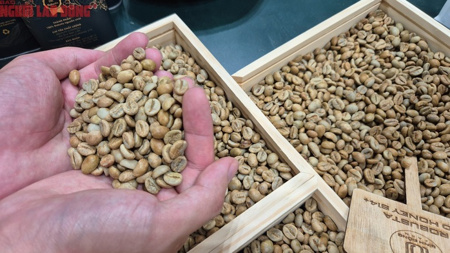 Giá cà phê hôm nay 25-4: Giảm nhẹ, một thương hiệu cà phê Việt mở chuỗi tại châu Âu