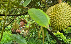 Giá sầu riêng có nơi chỉ còn 25.000 đồng/kg