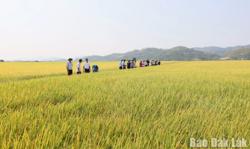 Đắk Lắk phấn đấu đến năm 2035 sẽ giảm ít nhất 15% phát thải khí nhà kính