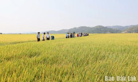 Đắk Lắk phấn đấu đến năm 2035 sẽ giảm ít nhất 15% phát thải khí nhà kính