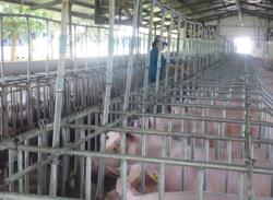 Giá heo hơi hôm nay, 27-4: Các vùng miền đều tăng