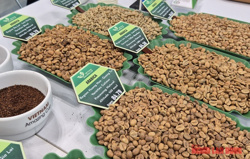 Giá cà phê hôm nay 28-4: Đồng loạt giảm, cà phê đặc sản gây bất ngờ
