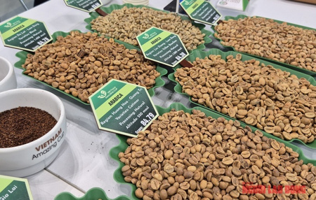 Giá cà phê hôm nay 28-4: Đồng loạt giảm, cà phê đặc sản gây bất ngờ