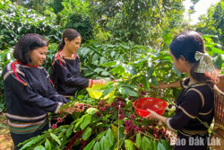 Hãy để nông sản kể chuyện…