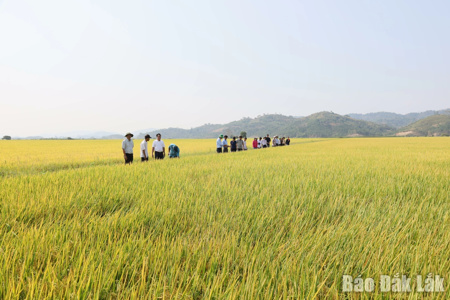 Đắk Lắk phấn đấu đến năm 2035 sẽ giảm ít nhất 15% phát thải khí nhà kính