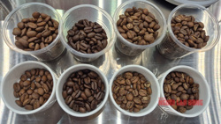 Giá cà phê hôm nay 29-4: Bất ngờ tăng, ông lớn cà phê Trung Quốc khuấy động thị trường