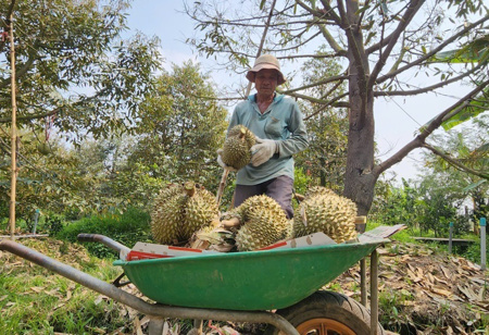 Sầu riêng lại rớt giá