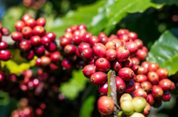 Giá cà phê hôm nay 3-4: Giảm đồng loạt, mốc 90.000 đồng/kg lung lay